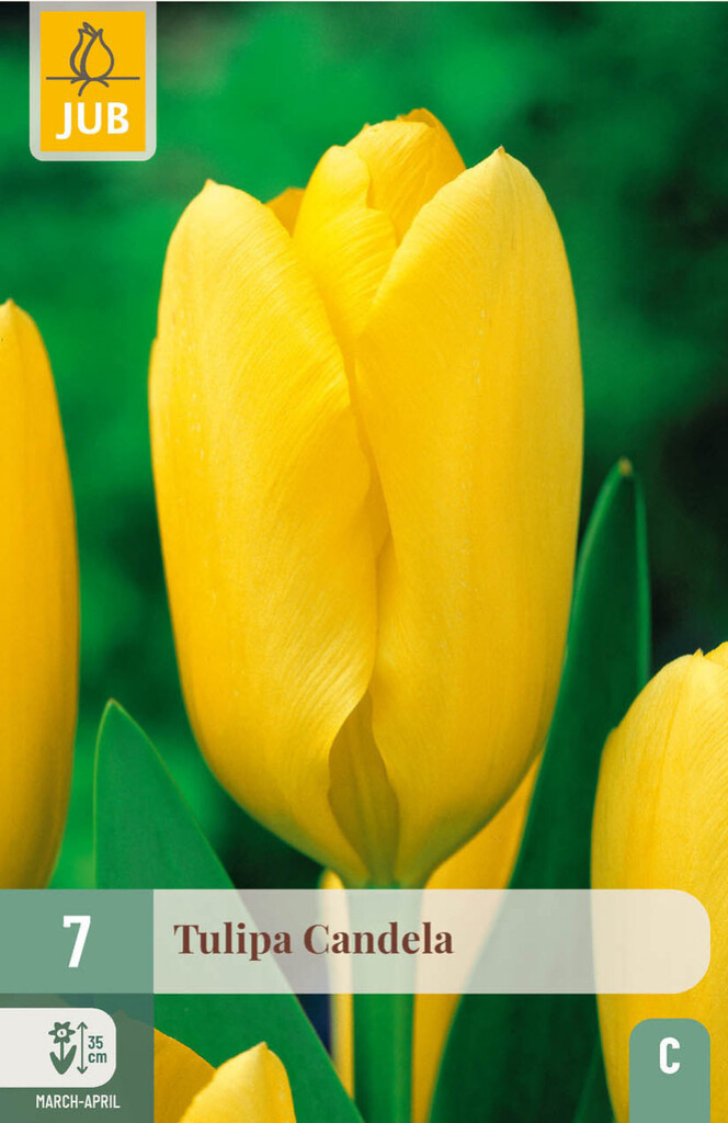 X7 Tulipa Candela 11/12