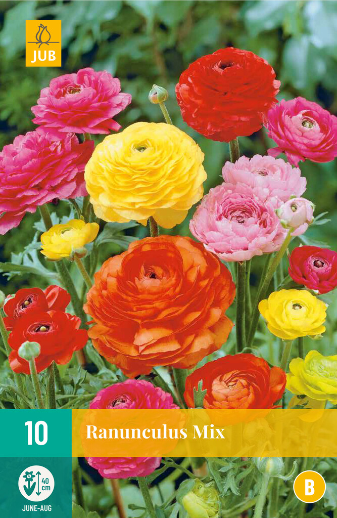 X10 Ranunculus Mix