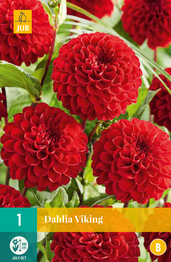 X1 Dahlia Viking