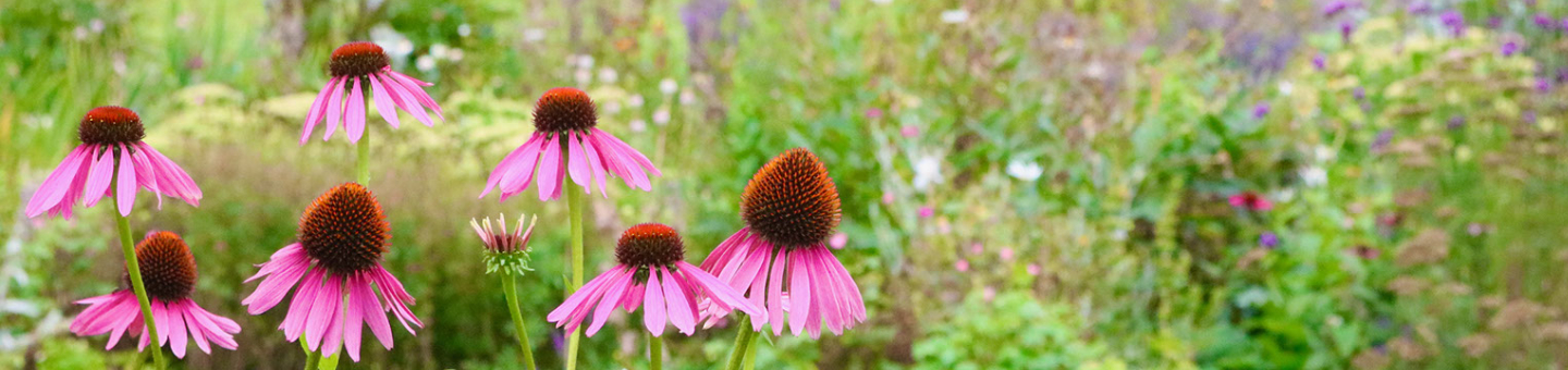 Des plantes vivaces pour vos bordures Des plantes vivaces pour vos bordures