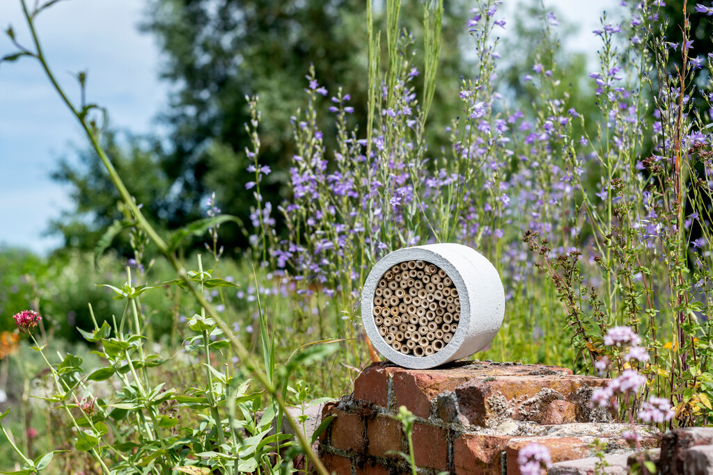 Isabela insectenhotel