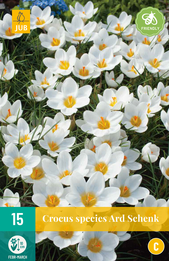 X 15 Crocus Ard Schenk