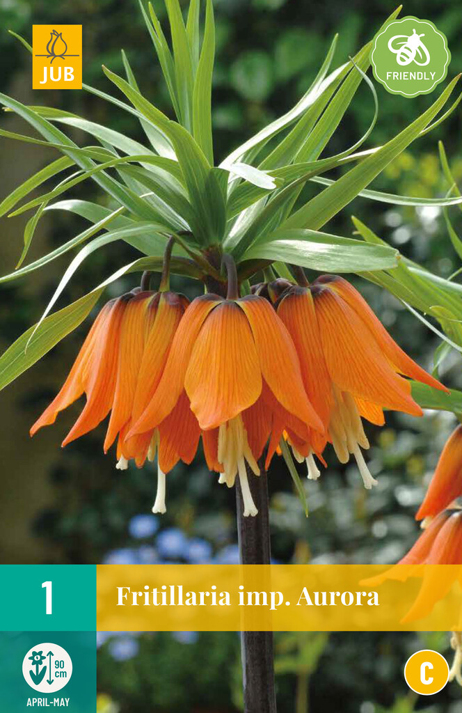 X 1 Fritillaria imp. Aurora