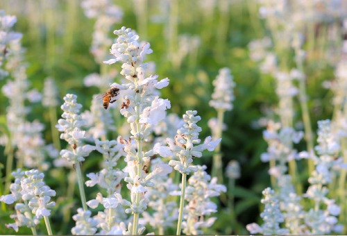 Lavendel Lavendel