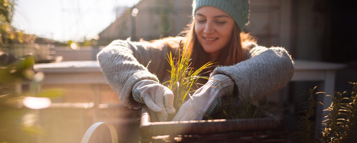 Wat te doen in de tuin: december