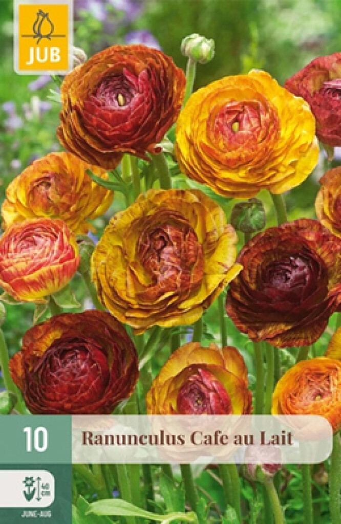 X10 Ranunculus Cafe au lait Nj