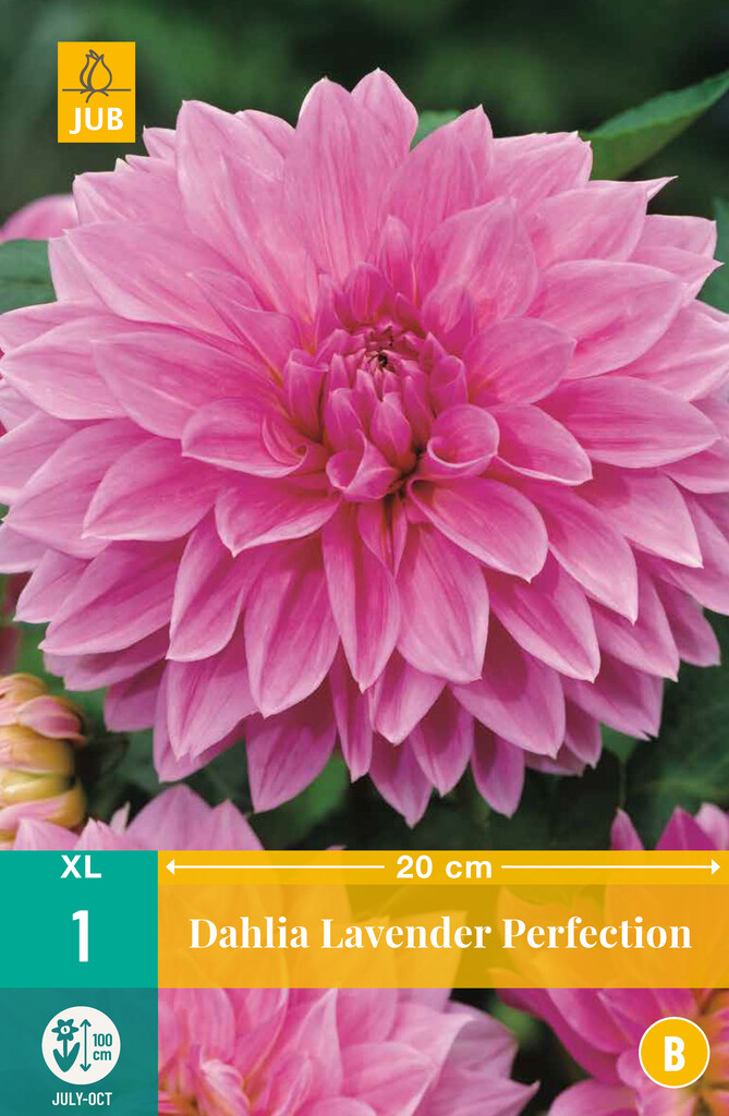 X1 Dahlia Lavender Perfection