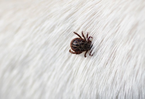 Parasieten bij honden