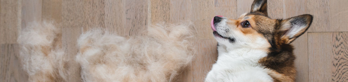 Le chien perd ses poils Le chien perd ses poils