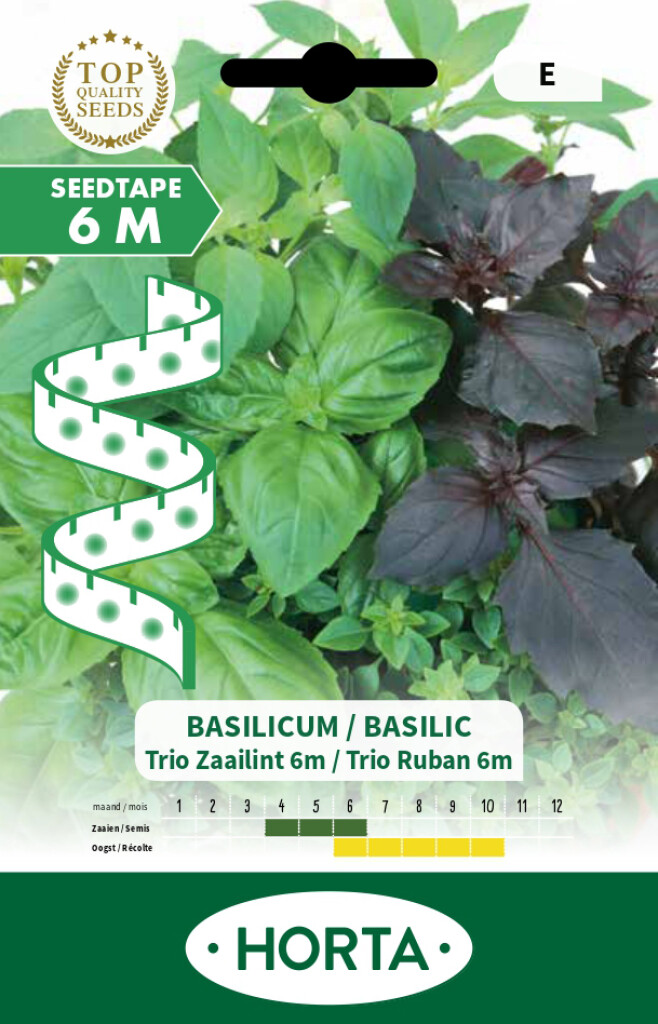 Basilic en ruban 6m trio