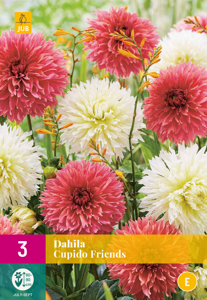 X3 Dahlia Cupido Friends