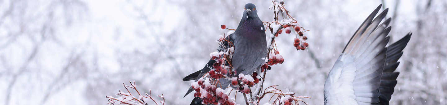 Duiven winterkweek Duiven winterkweek