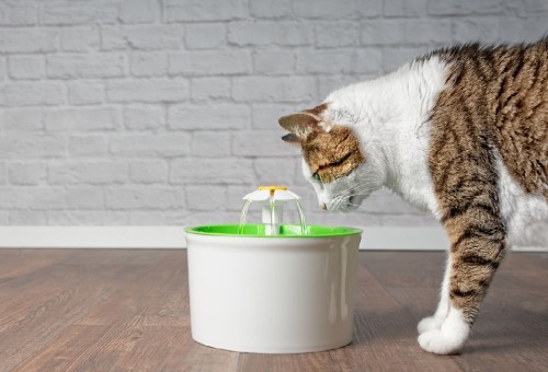 Sterilisatie van uw kat Sterilisatie van uw kat