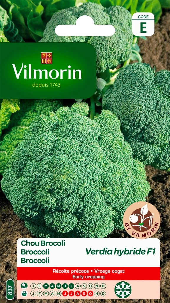 Broccoli Verdia HF1