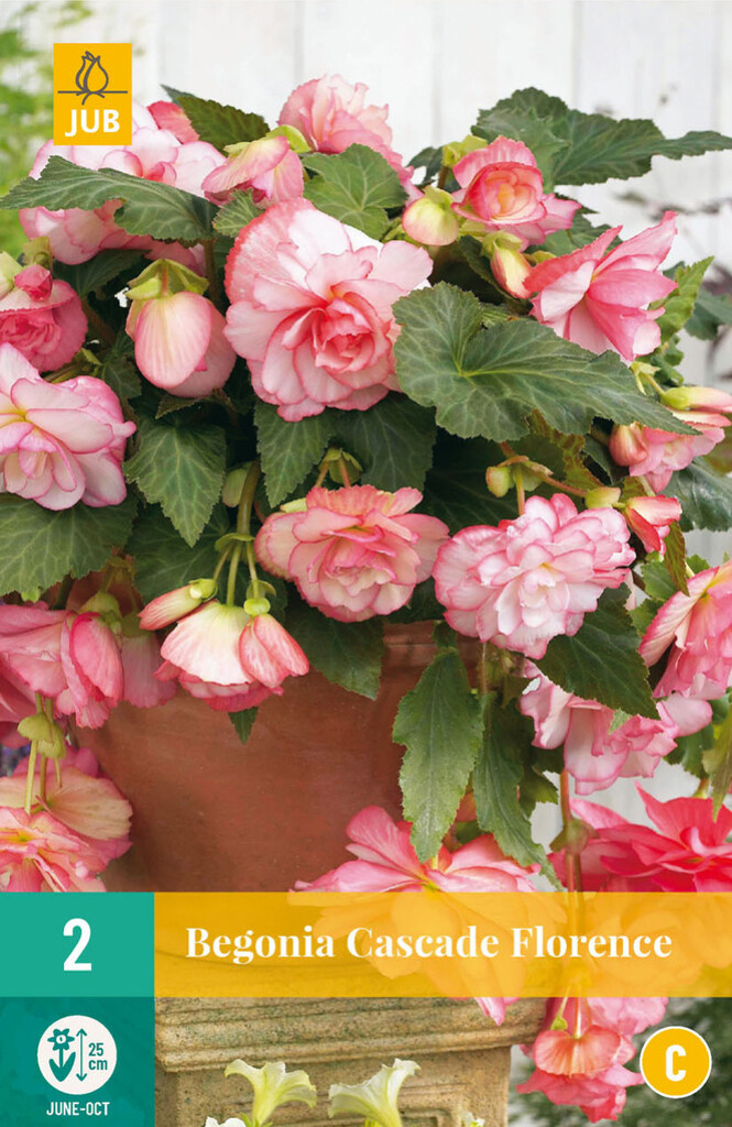 X 2 Begonia Cascade Florence