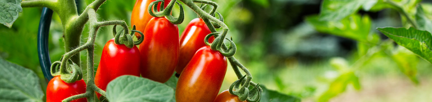Je eigen tomaten kweken Je eigen tomaten kweken
