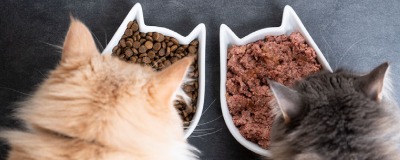 Croquettes ou pâtée