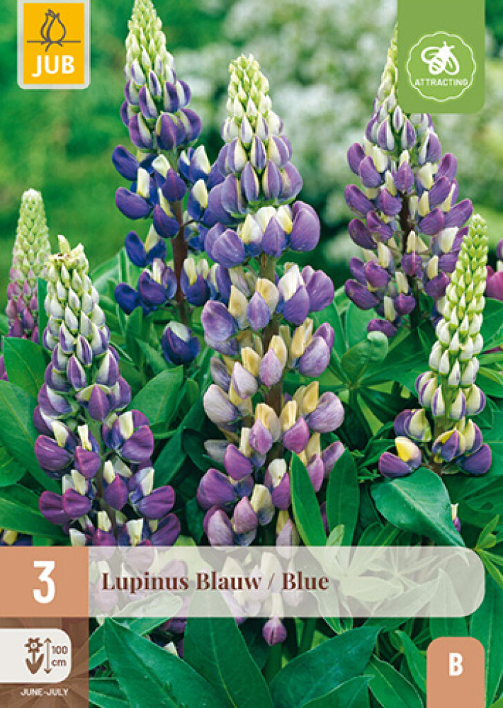 X3 Lupinus blauw