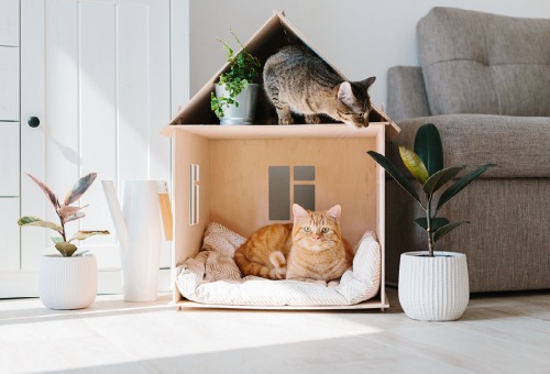 Vervelende vlooien katten Vervelende vlooien katten