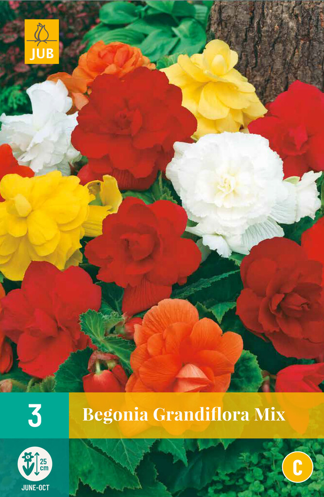 X3 Begonia Grandiflora Mix