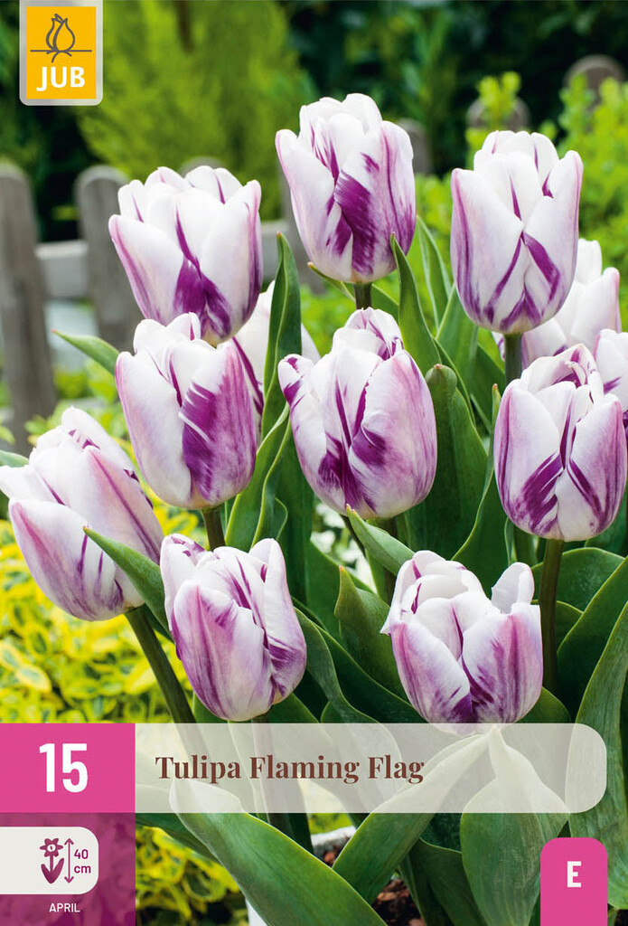X15 Tulipa Flaming Flag 11/12