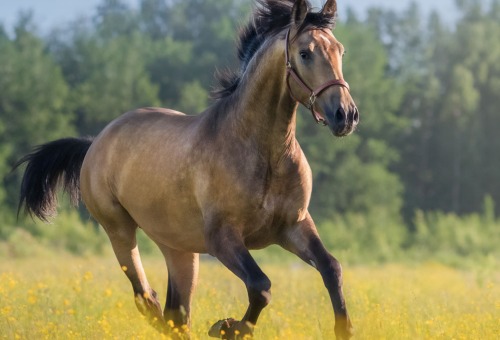 Paard bewegen Paard in beweging