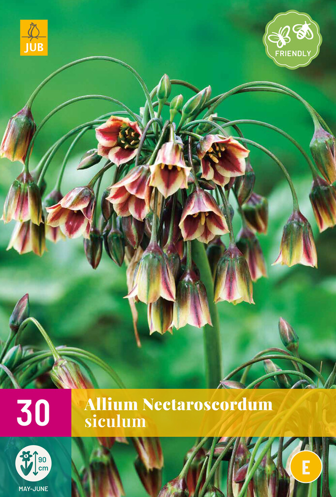 X 30 Allium (nectaroscordum) siculum