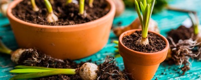 Bloembollen planten in pot