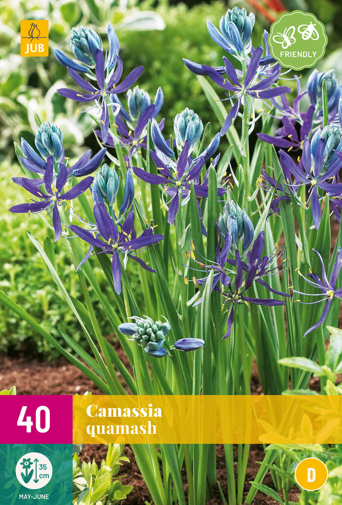 X 40 Camassia quamash
