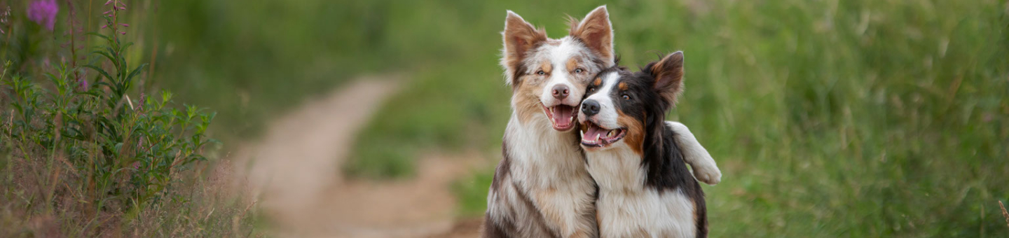 Glanzende hondenvacht