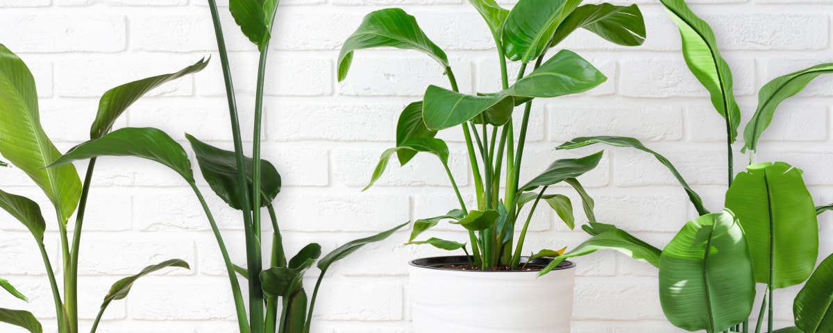 Passeports phytosanitaires : Strelizia nicolai