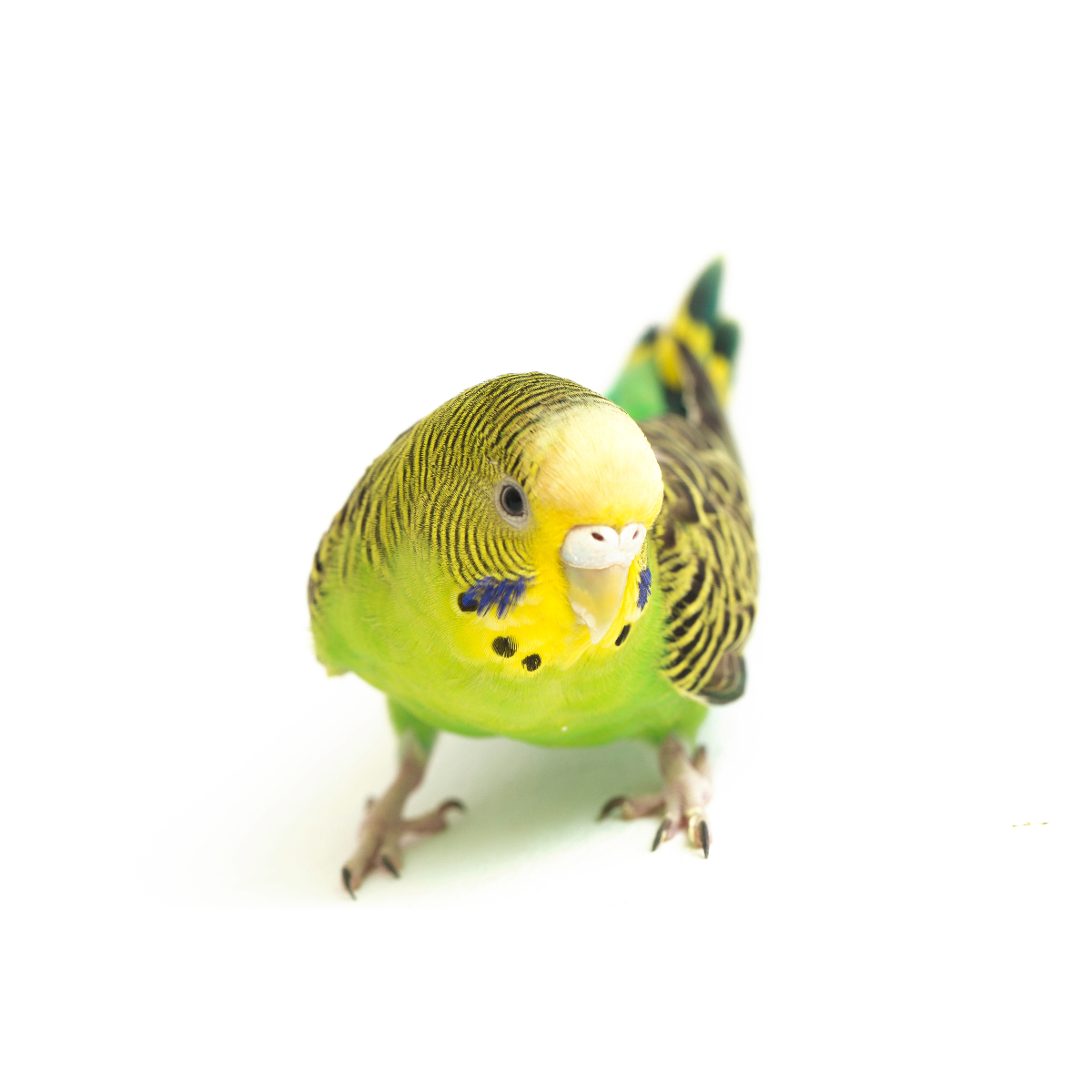 parkiet