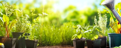 Vruchtbare moestuin Vruchtbare moestuin