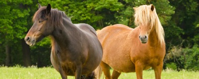 Overgewicht bij paard