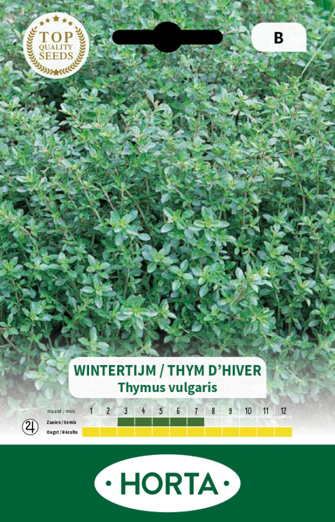 Thym d'hiver Thym d'hiver