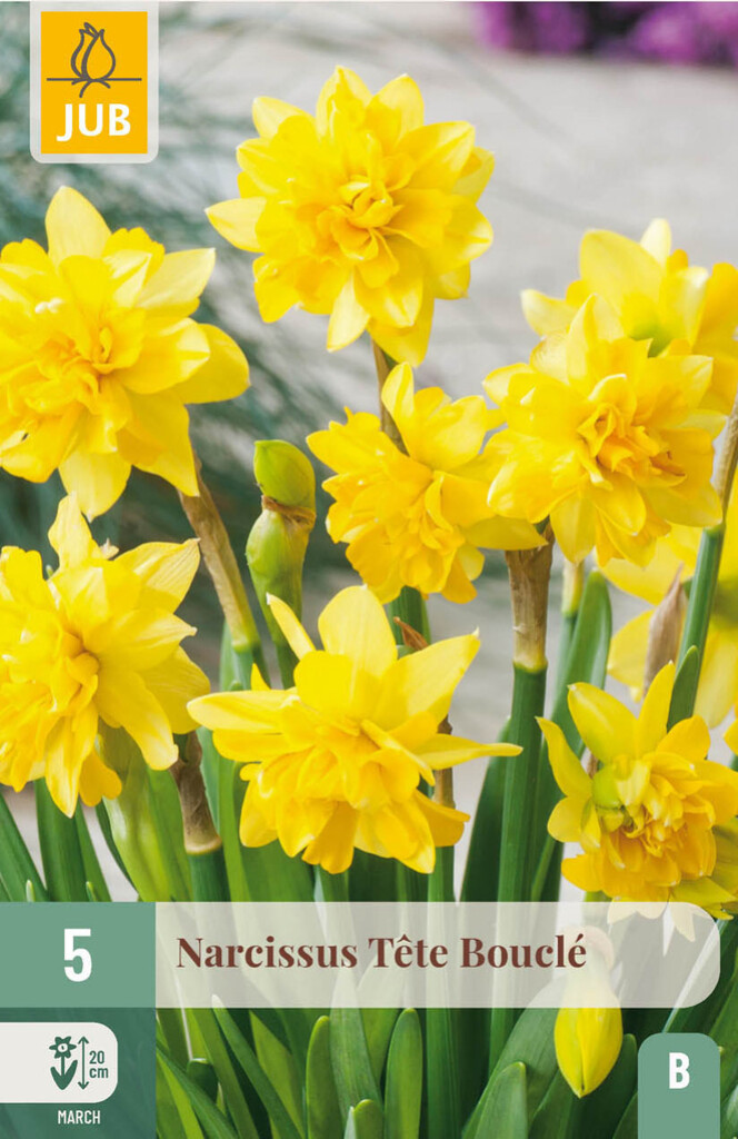 X5 Narcissus Tête Bouclé 11/12