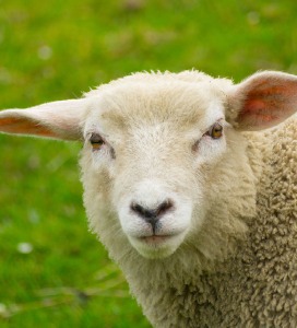 Schaap, geit, hert & varken