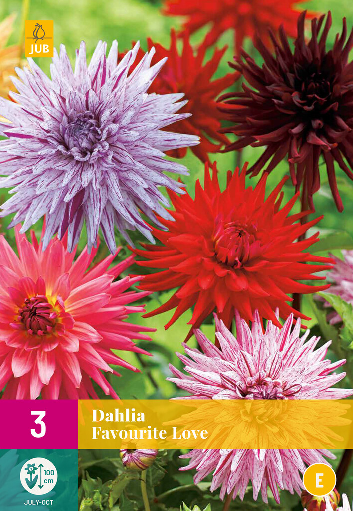X3 Dahlia Favourite Love