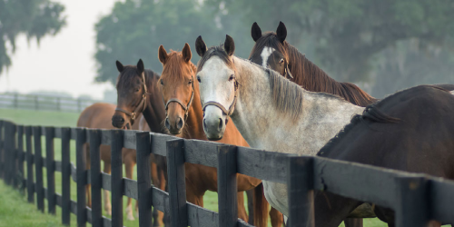 Paardenomheining Afrastering paardenweide