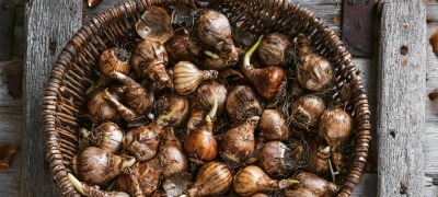Bloembollen bewaren in 3 stappen Bloembollen bewaren in 3 stappen