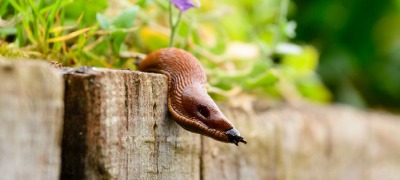 10/20 stuks planten tuinklokken weerbestendig transparant beschermt planten tegen vogels vorst slakken dieren jonge planten klok deksel pot koepel kopen vanaf een prijs van 16