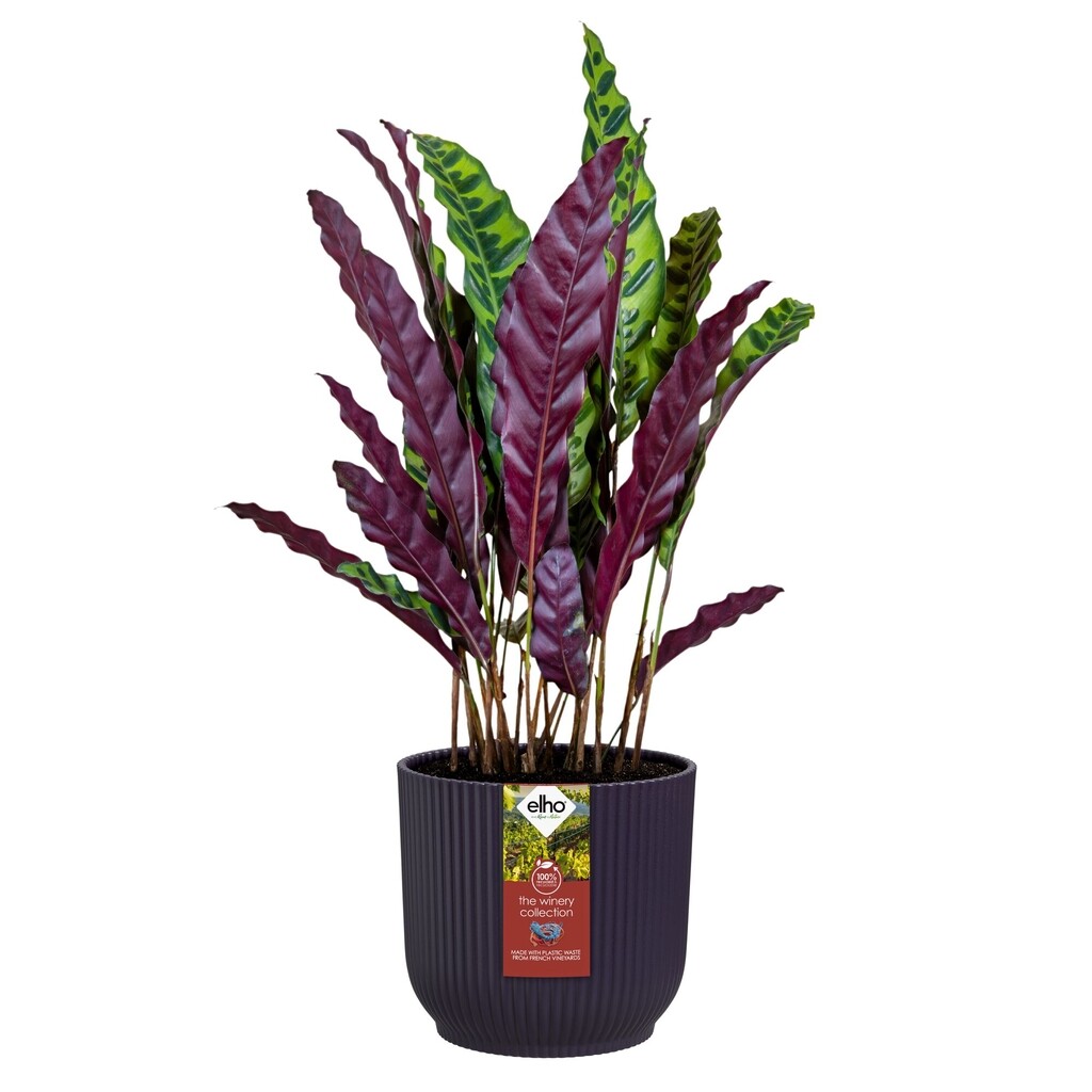 The Winery Collection Rond 16cm violet foncé