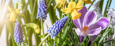 Conserver des bulbes de fleurs