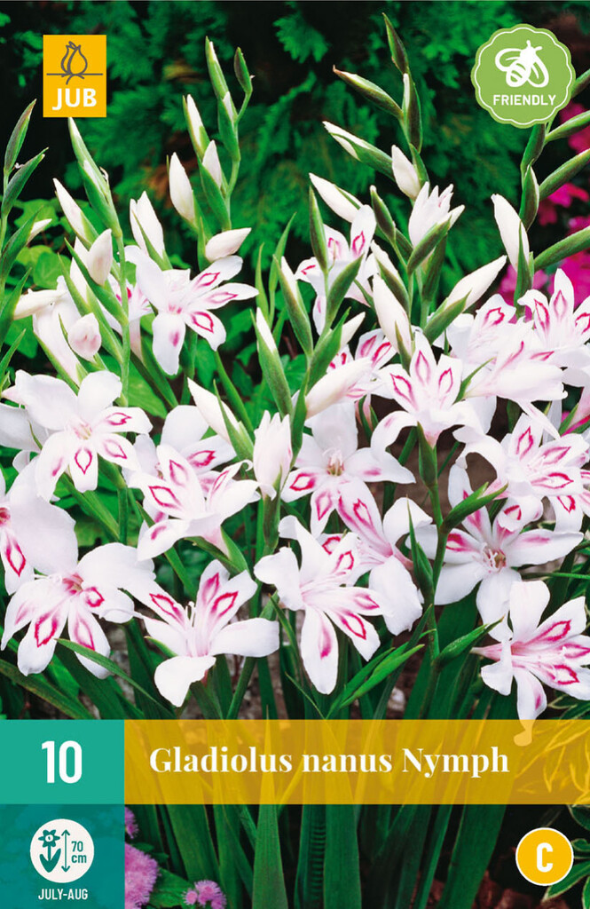 X10 Gladiolus Nymph