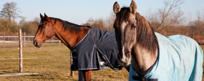 Faites laver vos couvertures pour chevaux chez Horta Faites laver vos couvertures pour chevaux chez Horta