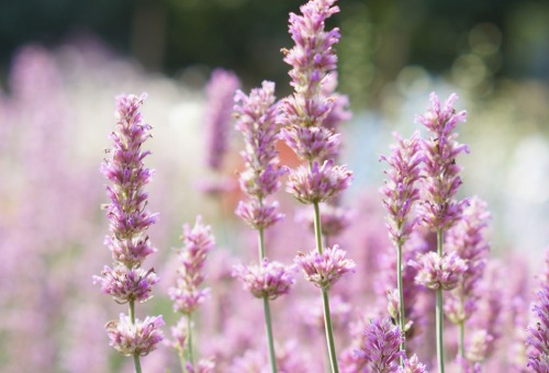 Lavendel Lavendel