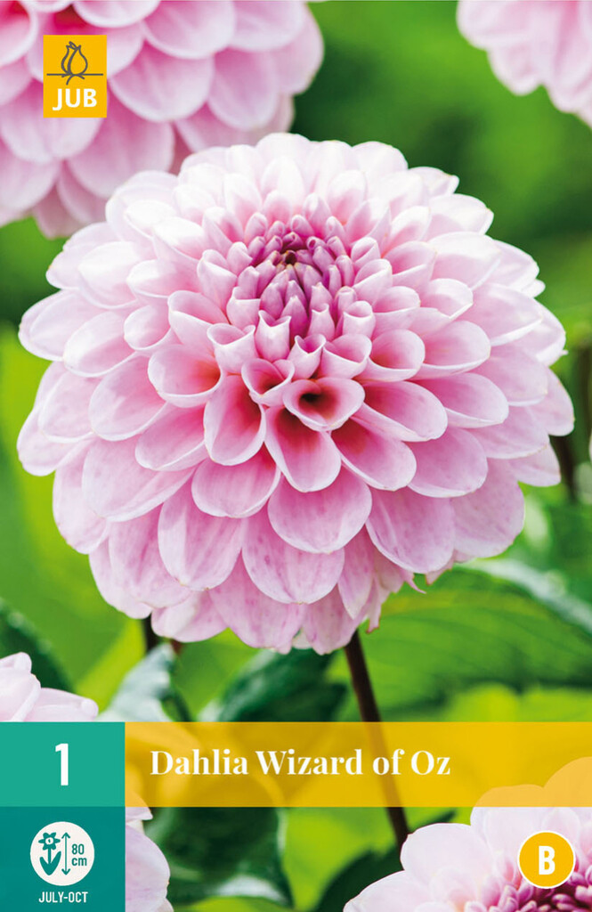 X 1 Dahlia Wizard of Oz