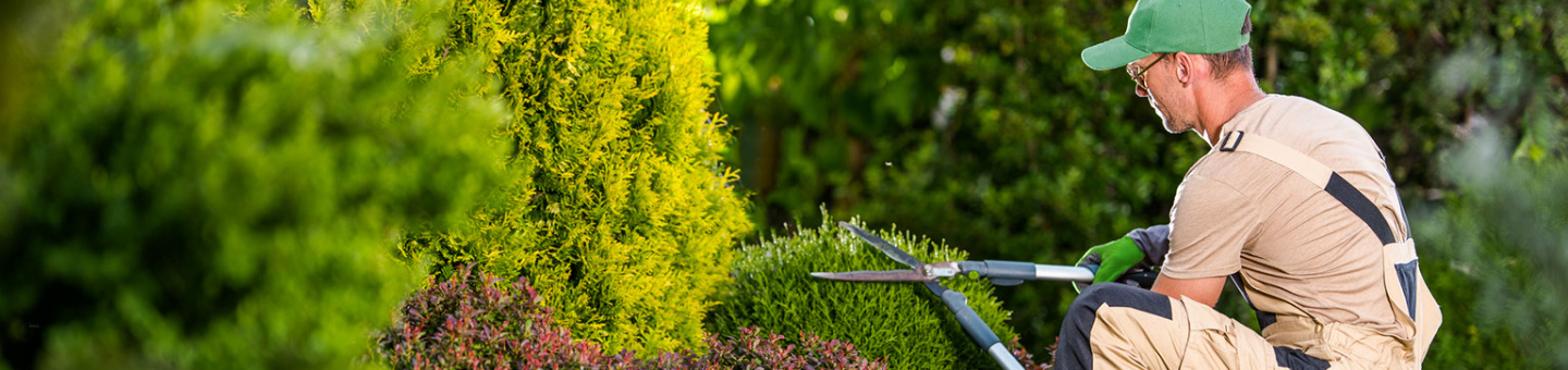 Tailler dans le jardin