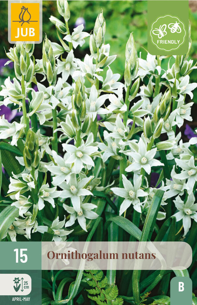 X15 Ornithogalum Nutans 6/+