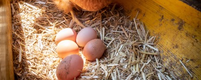 Verse eieren van jouw kip